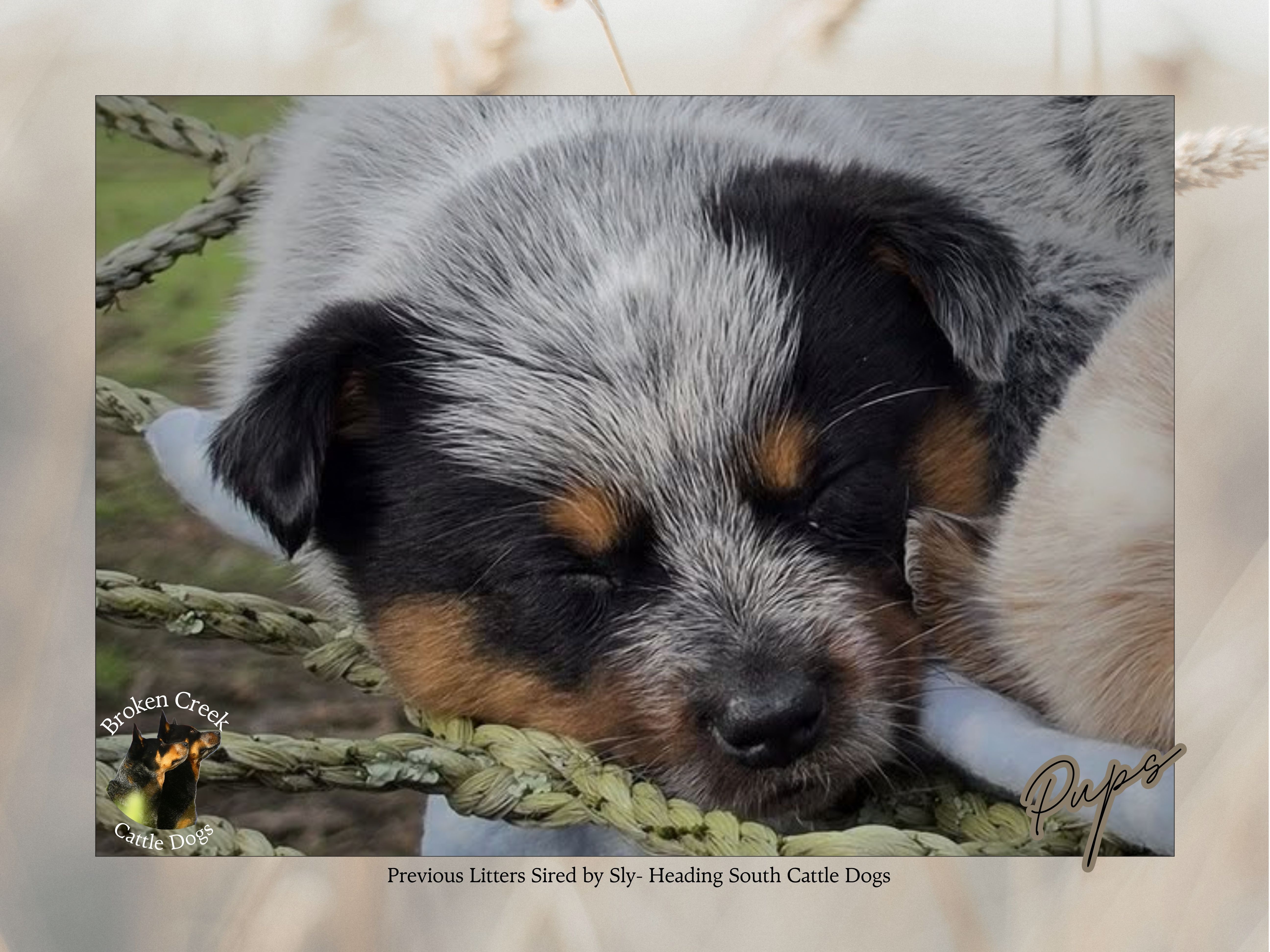 Red and Blue Heeler Pups - Broken Creek Cattle Dogs — photo 10