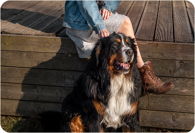 Dog Breeding Services