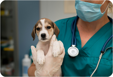 Medical Care